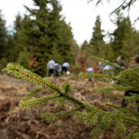 As part of a reforestation project in Romania small trees get planted.