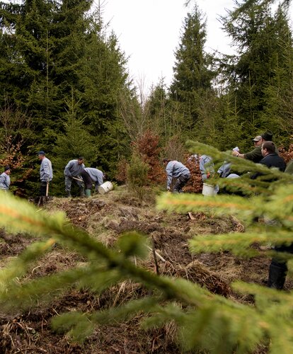 Several people are in a Romanian forest reforesting the forest.