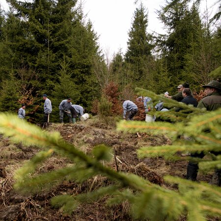 Aufforstung in Rumänien Mehrere Personen sind in einem rumänischen Wald und forsten den Wald auf.