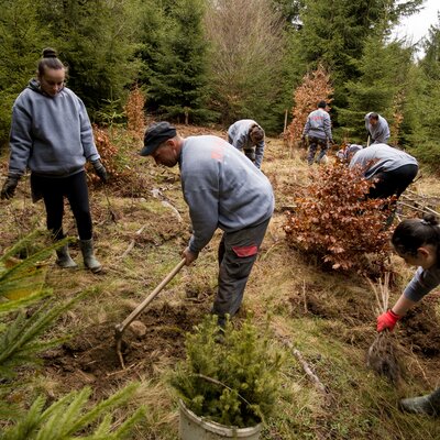 As part of a reforestation project in Romania trees get planted.